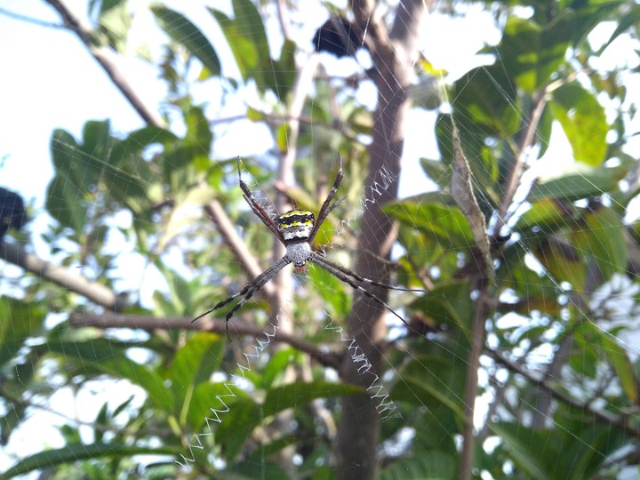 spider