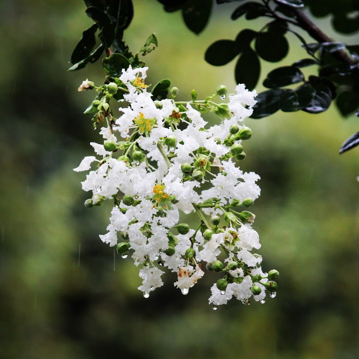 white flowers in rain