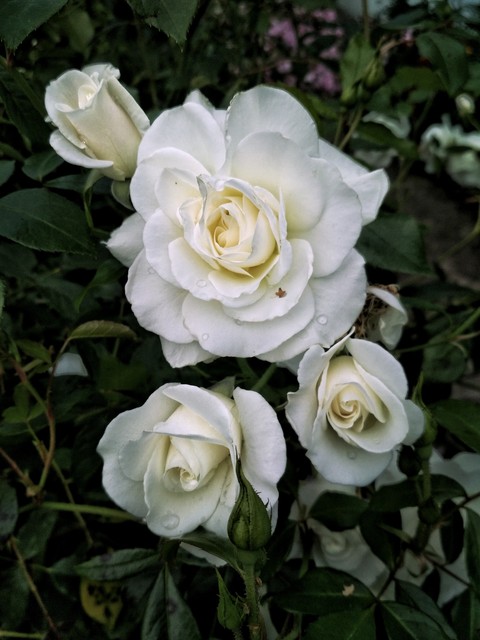 white rose___