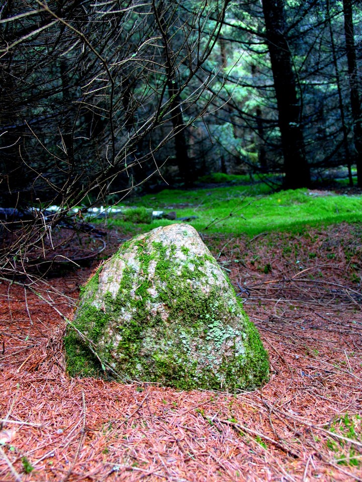Forest's rock.