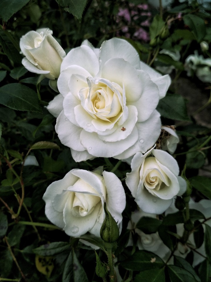 white rose___
