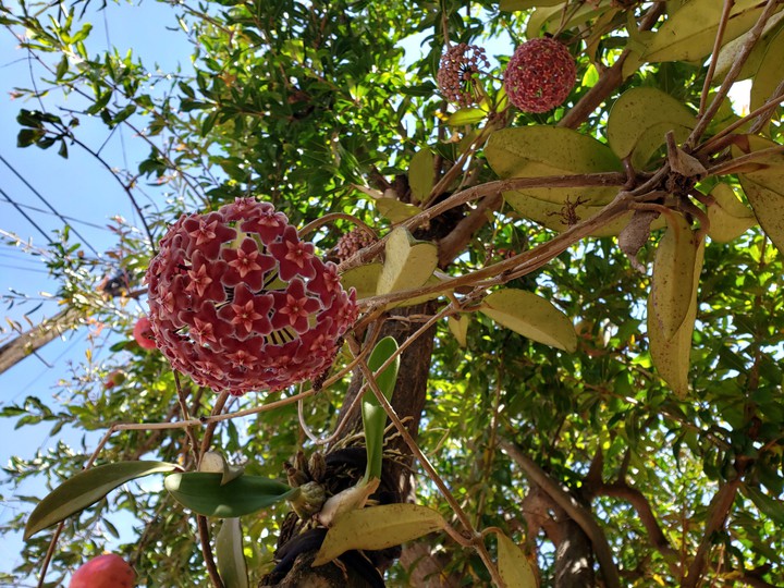 flower sunny nature