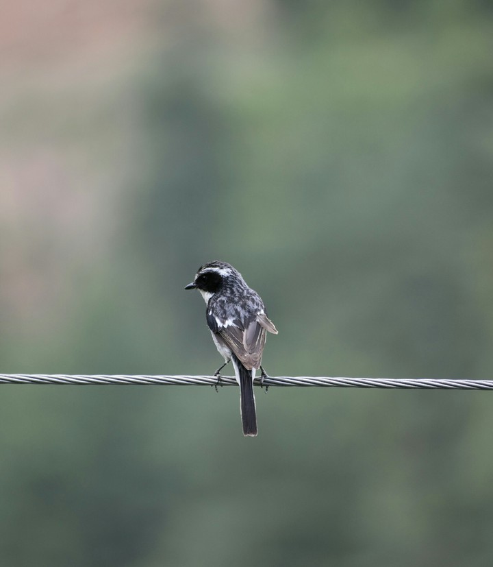 Grey Bushchat