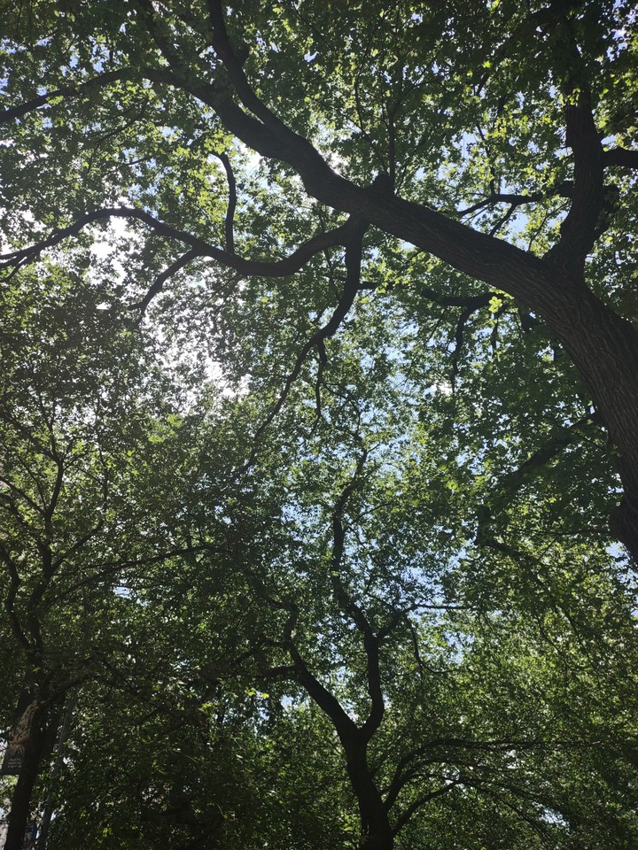 trees