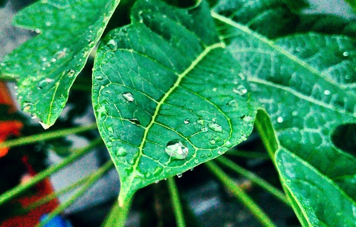Drops on Leaves