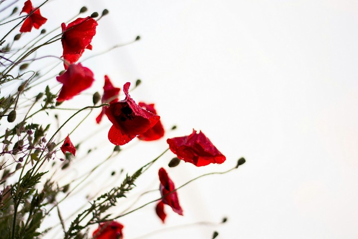 red flower