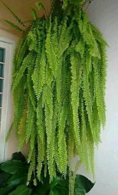 natural