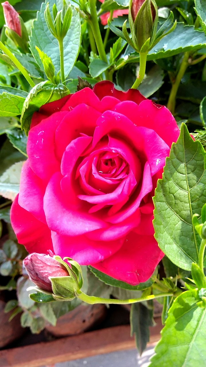 Beautiful rose...no edit