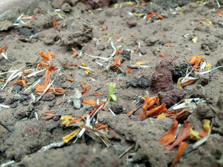 growing