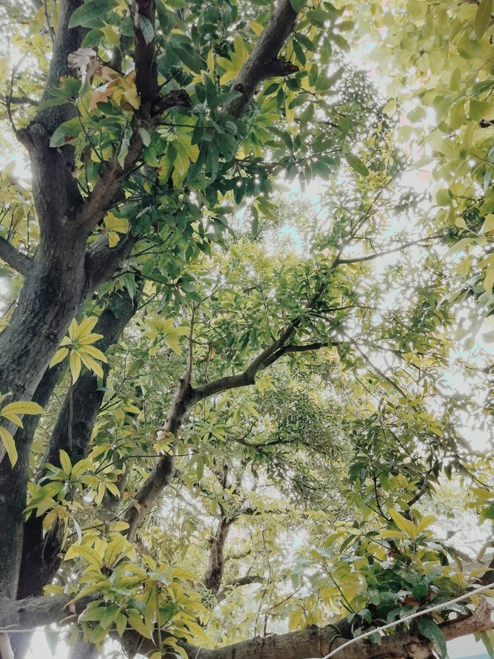 greenery