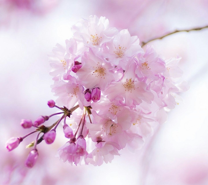 blossom