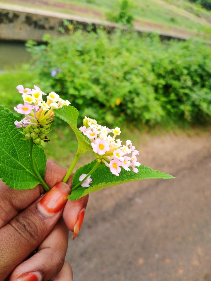 nature