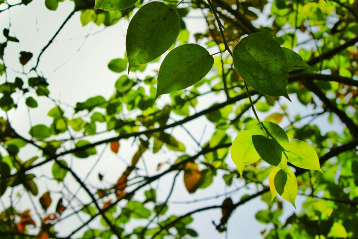 Leaves