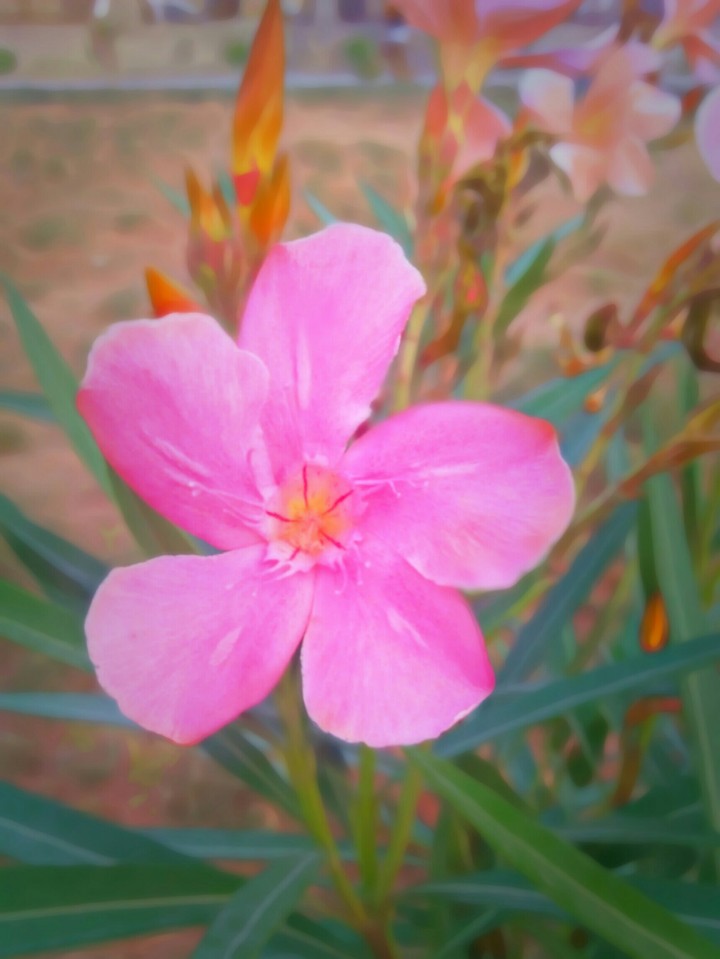 flower
