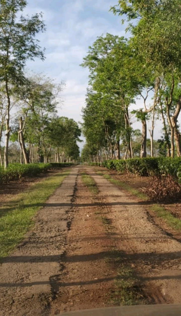 tea garden road,  bahadur chariali, tinsukia