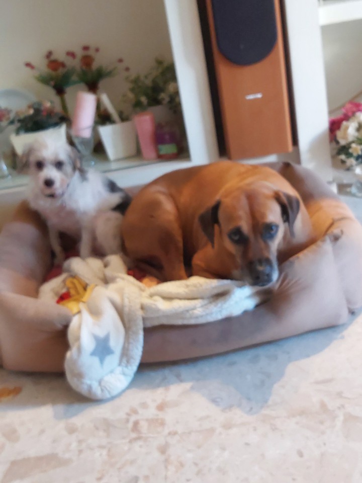 my lovely dogs