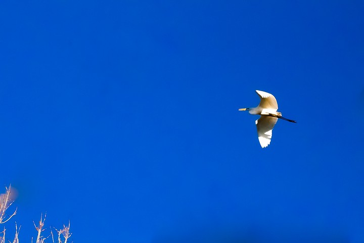 Flight