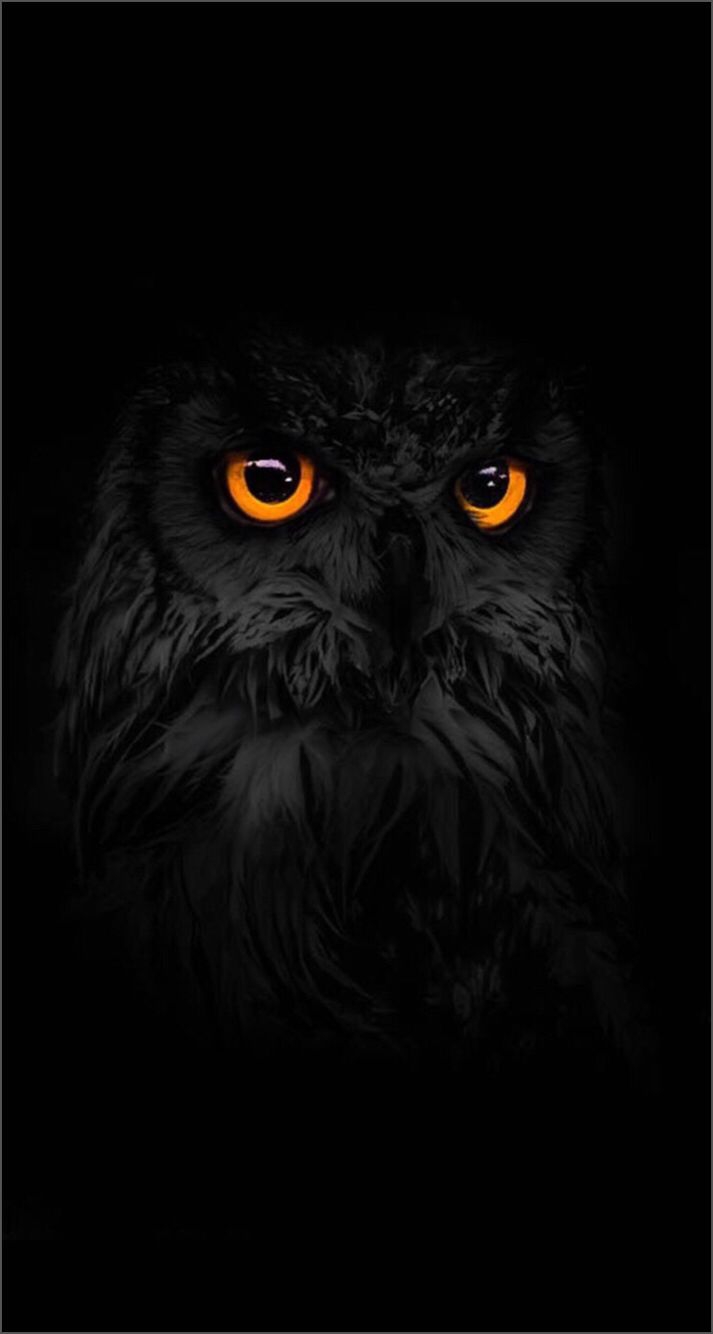 dark owl