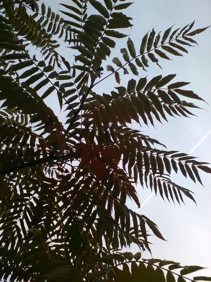 Leaves