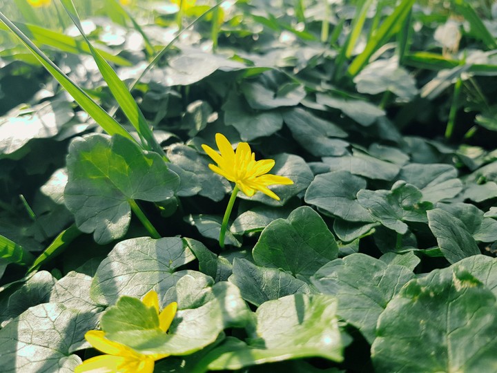 Yello Flowers 2