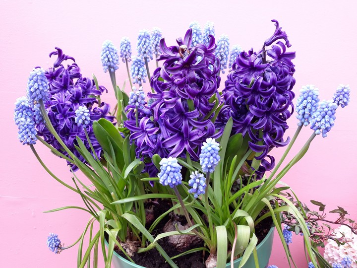 muscari & hyacint