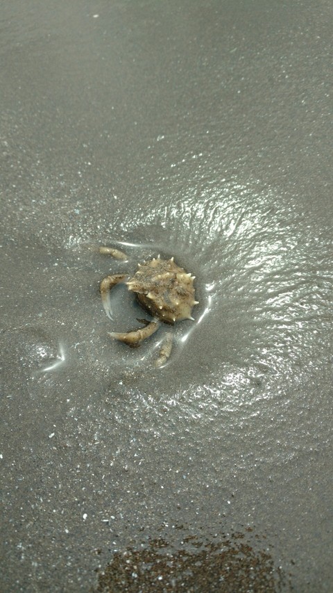 Cangrejo en la arena