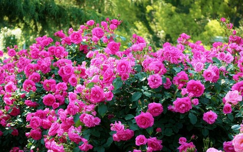 Roses bush bloom flowers