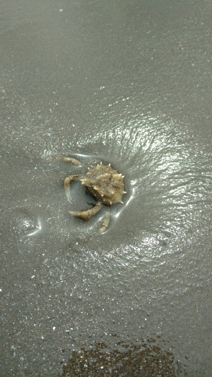 Cangrejo en la arena