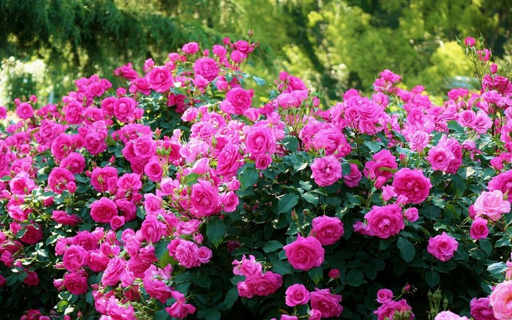 Roses bush bloom flowers