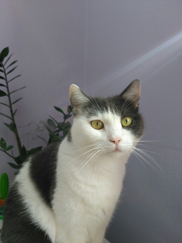 #mysweetcat #erleuchtung
