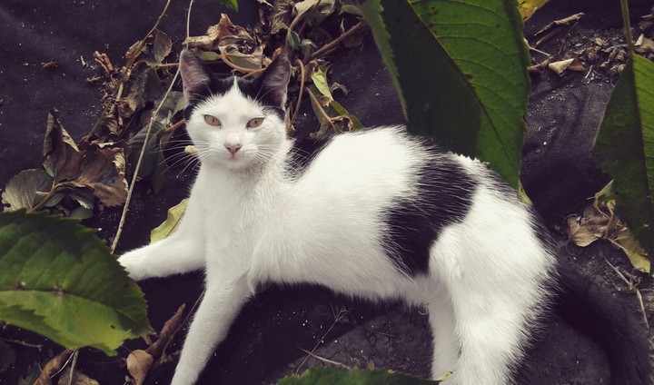 cat