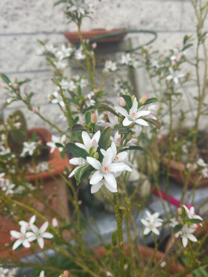 little white flowers