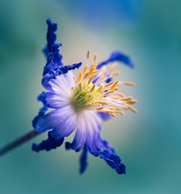 blossom
