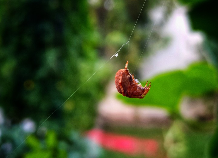 Spider & Web
