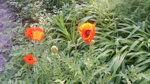 тапети природа, wildflower