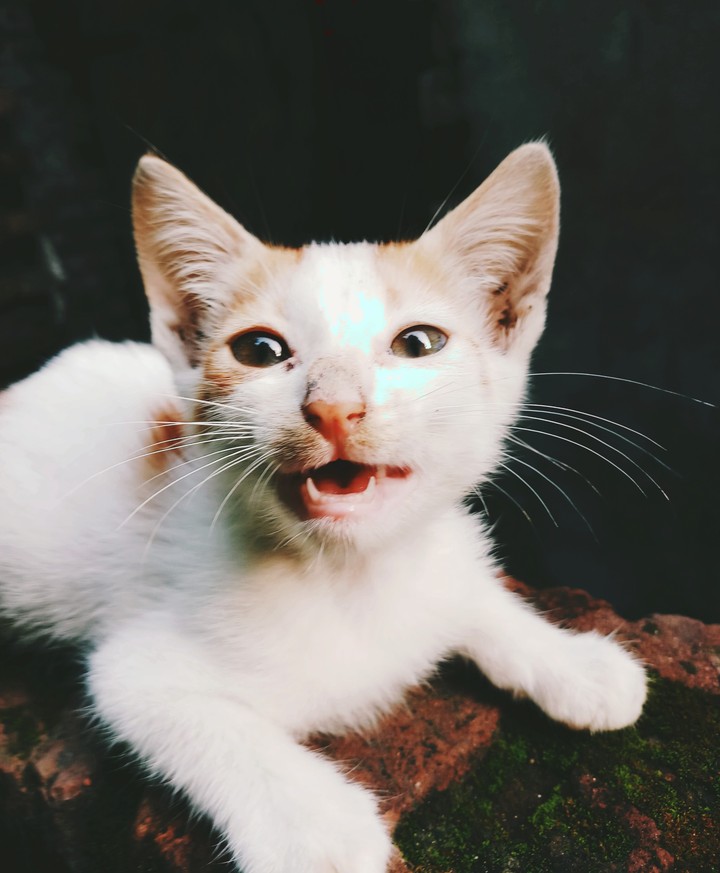 cat