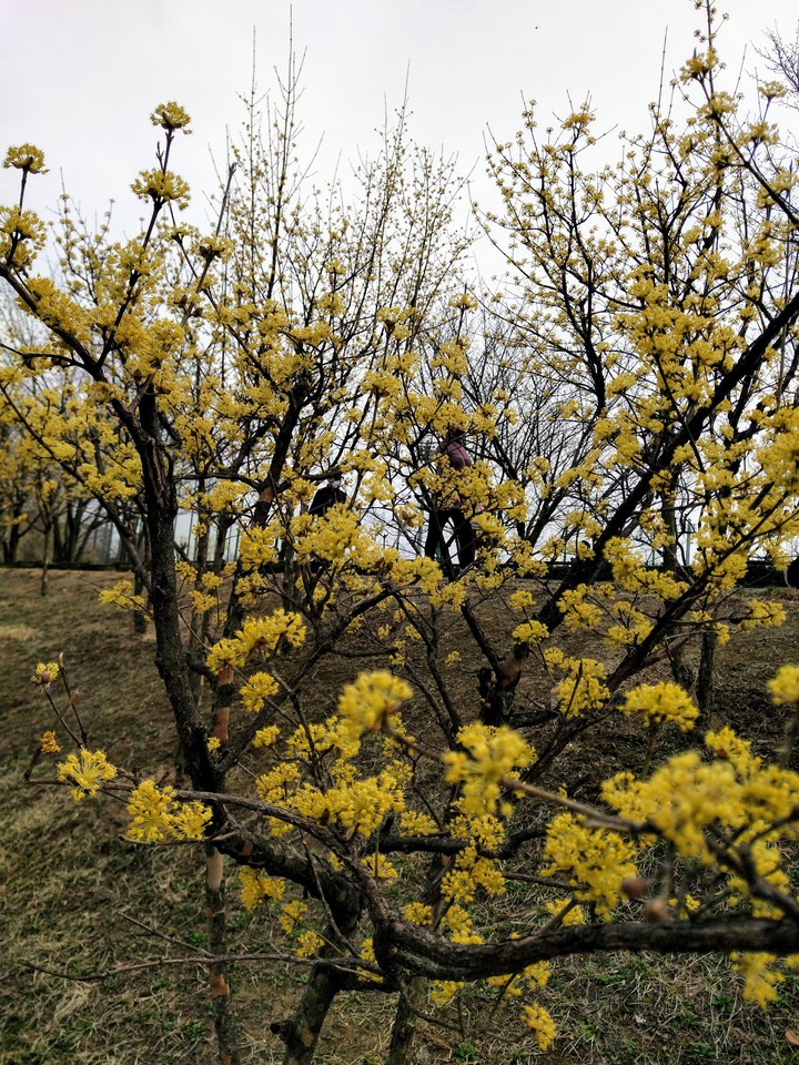 산수유