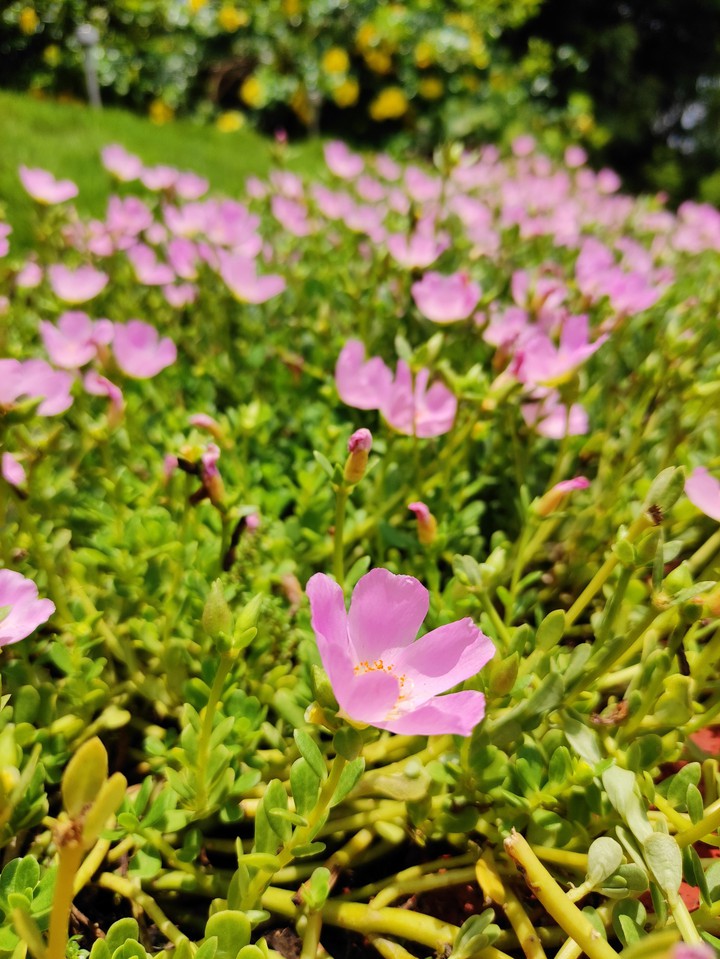 Pink flowers