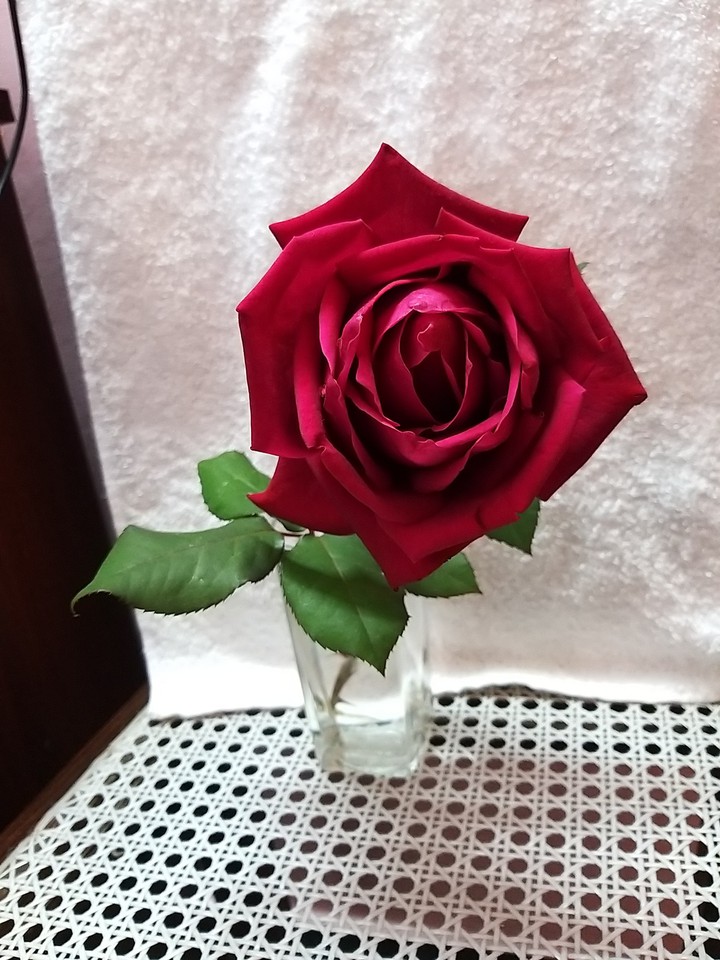 rose