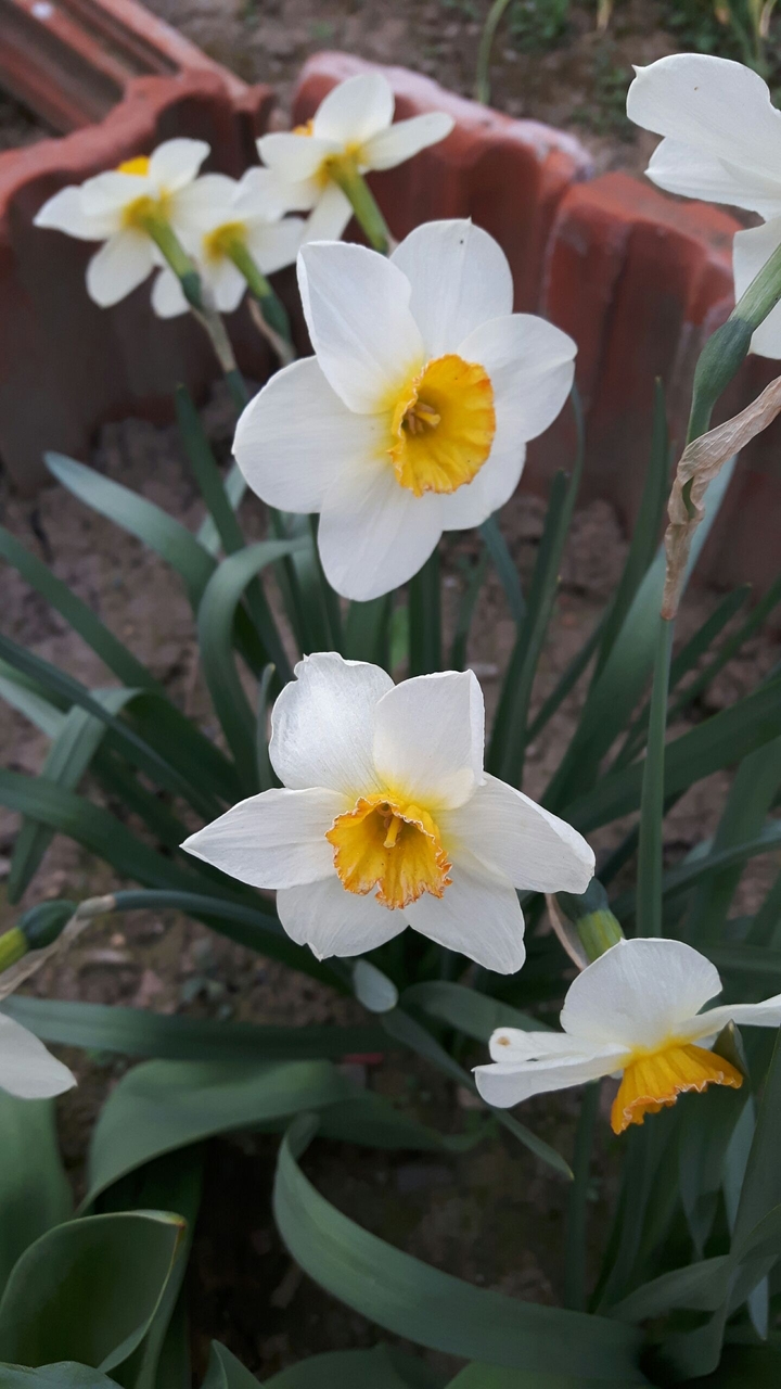 White flowers