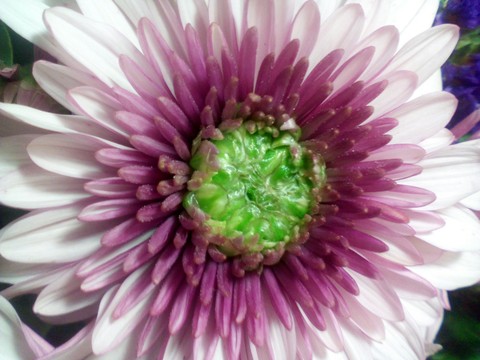 fonds d'écran petal, daisy