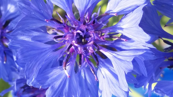 blue