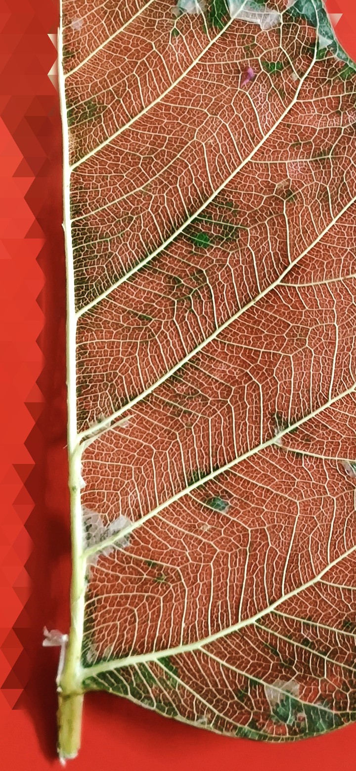 leaf