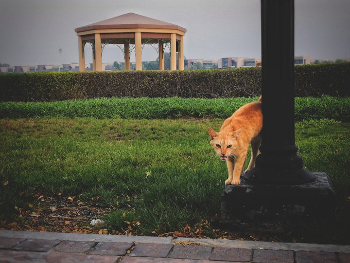 catty