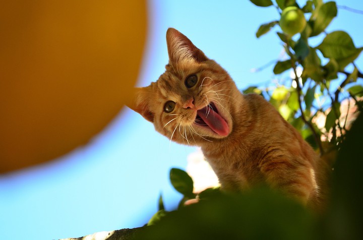cat