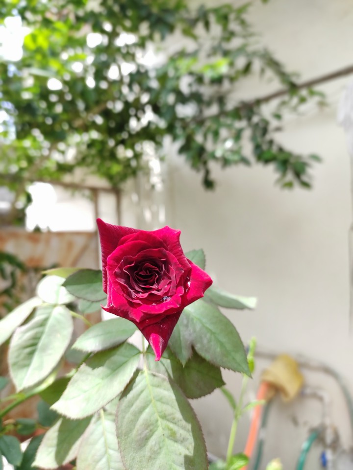 rose