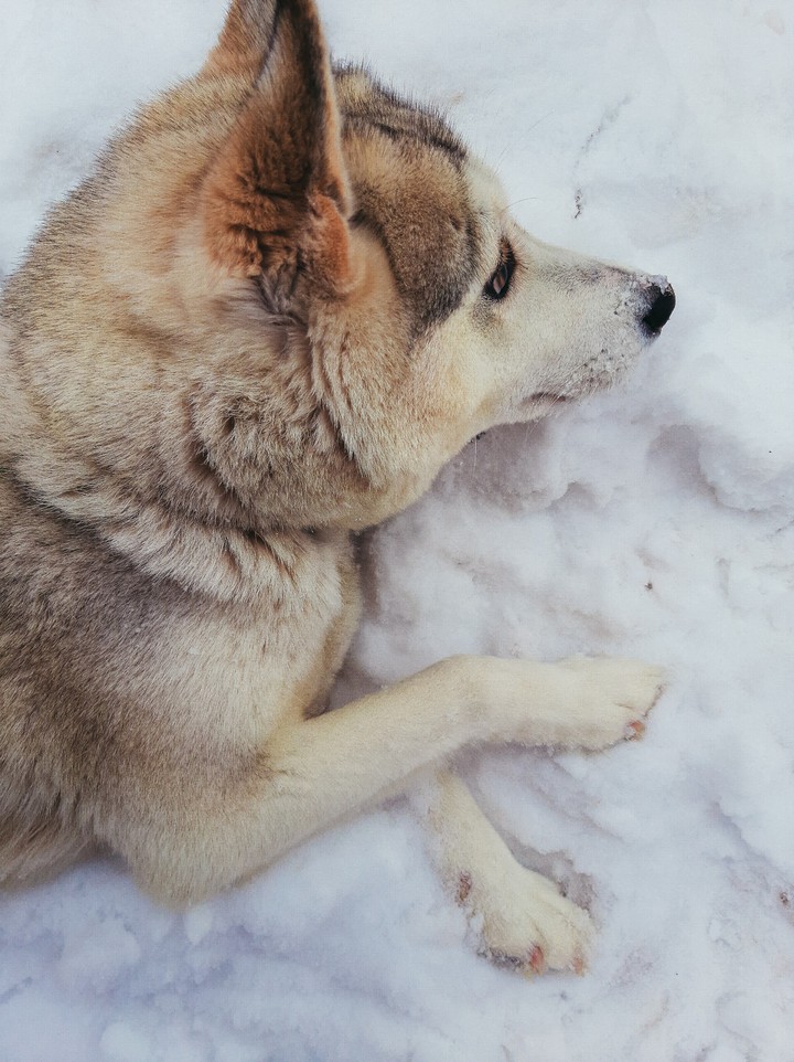 husky