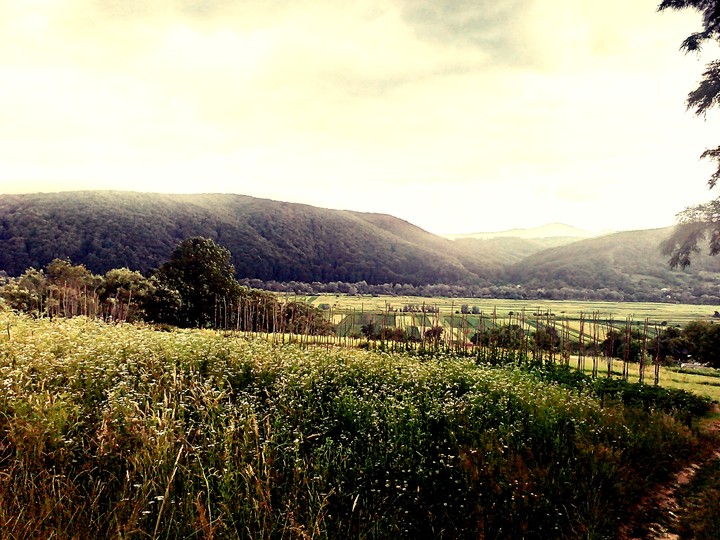 hills
