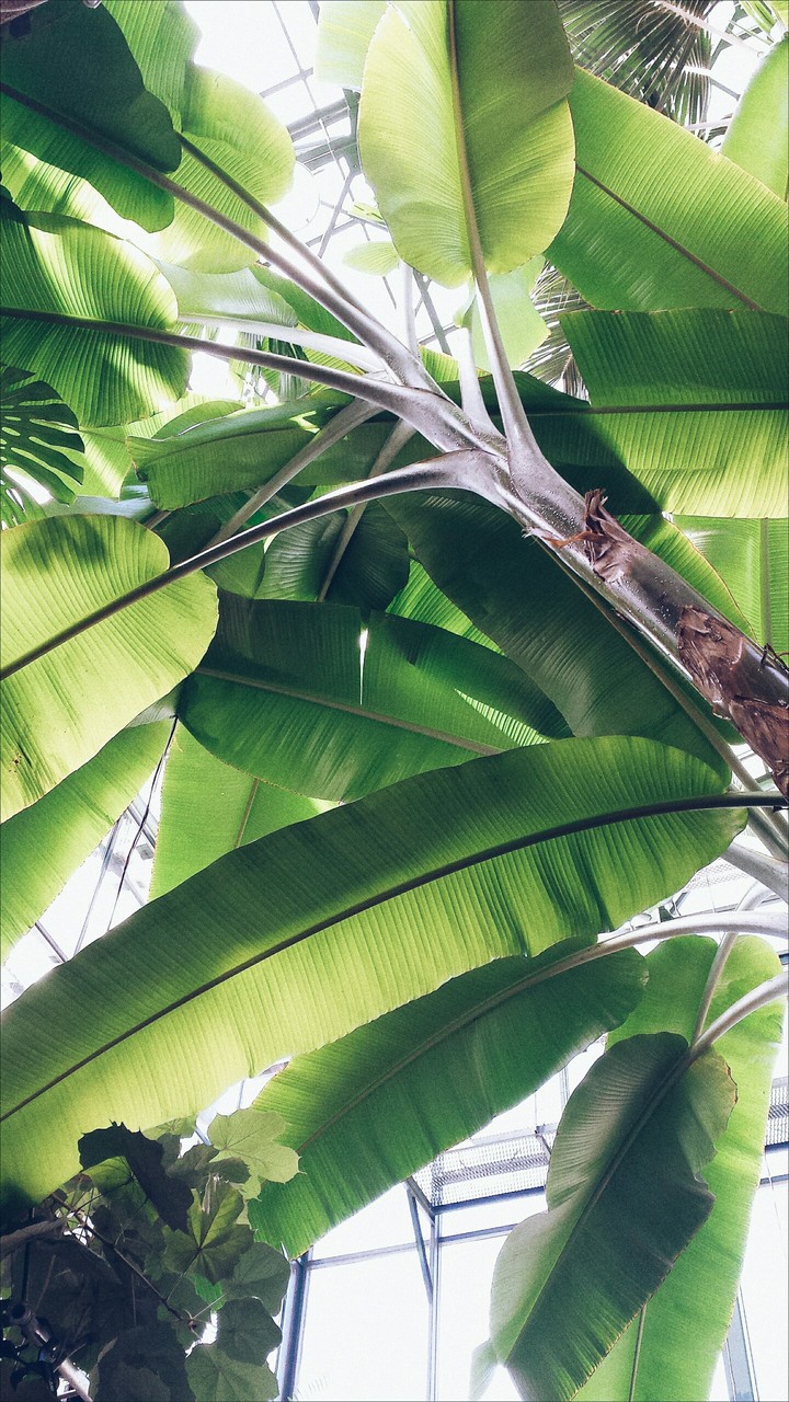 banana