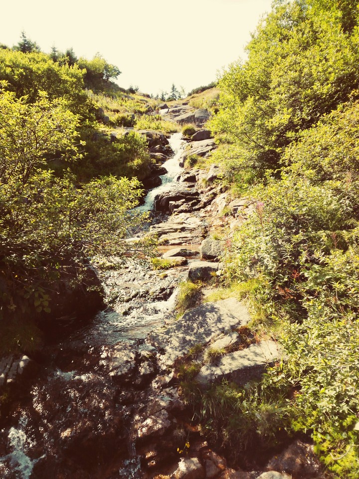 Waterfollowers